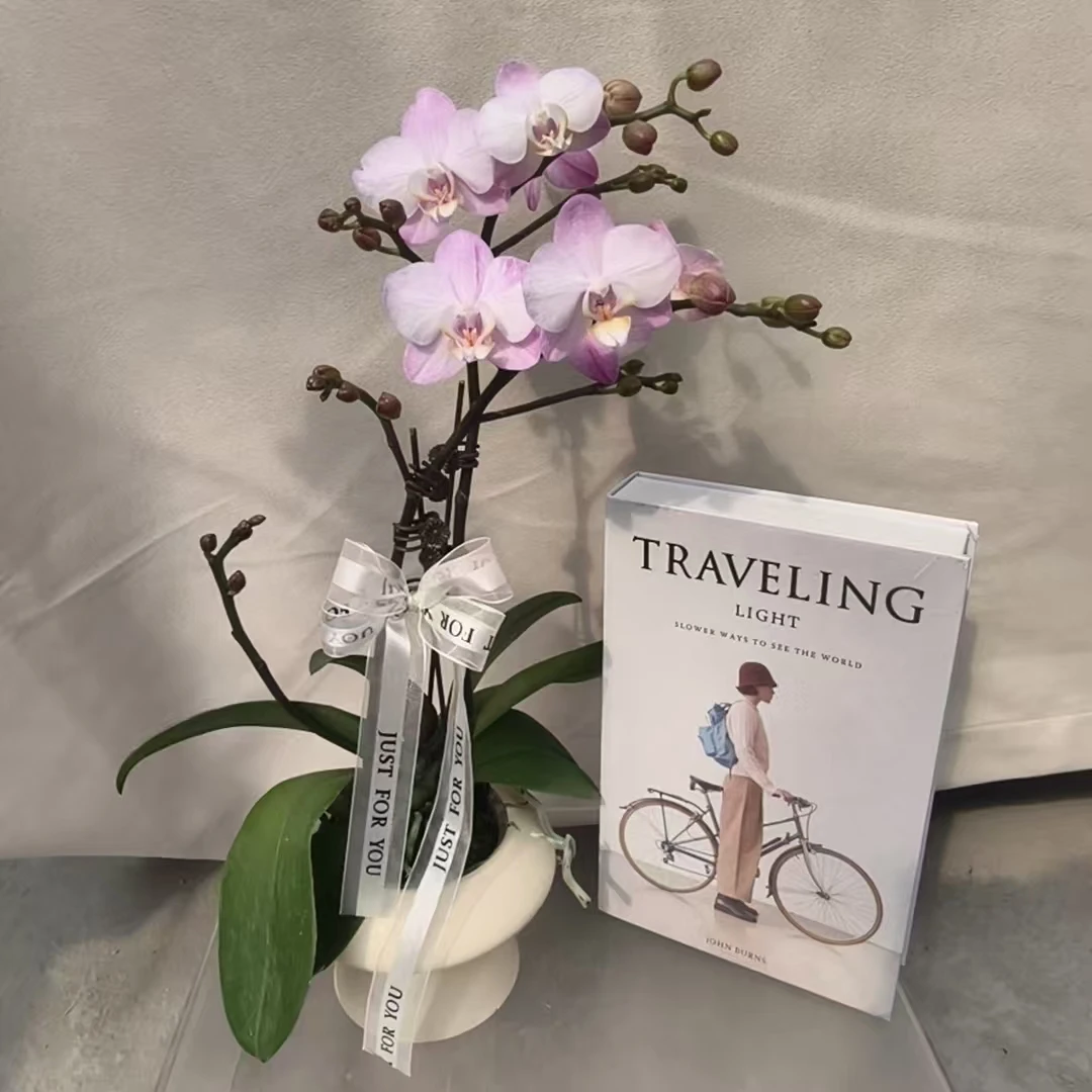 鲜花【银河系】蝴蝶兰室内种植观赏可带花发货适合送礼