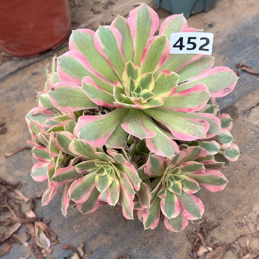 多肉植物叶罗刹452