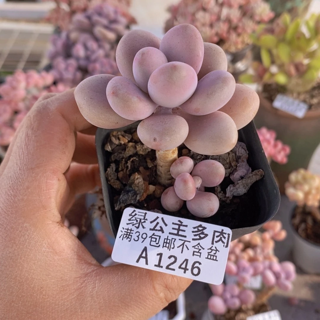 桃蛋单头1246多肉植物