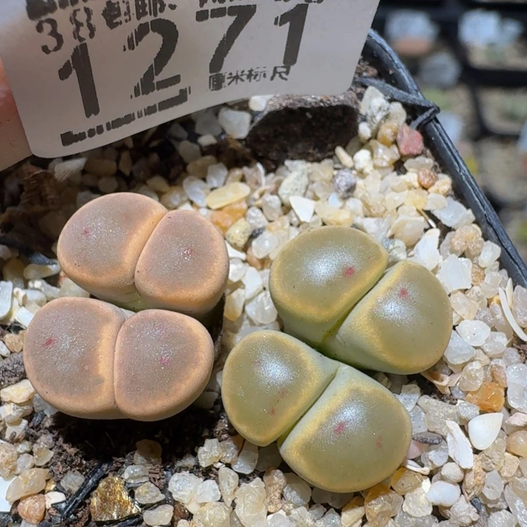 Zzzzzz生石花肉锥1271