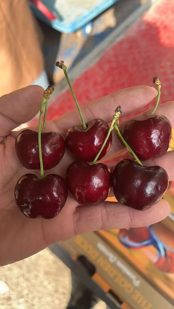 《同城配送》车厘子 4JD没有 内附果径卡