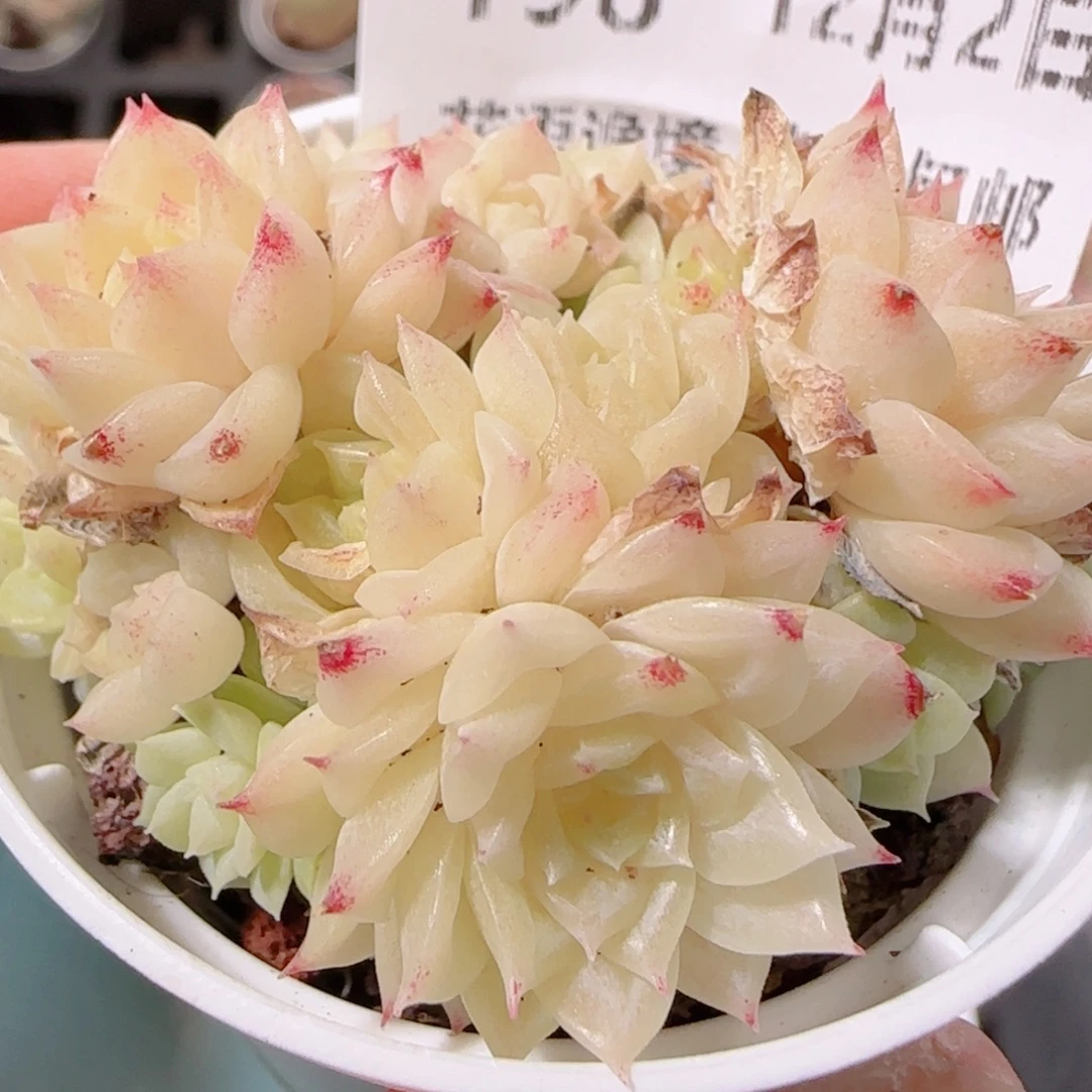 花语多肉1202-198散