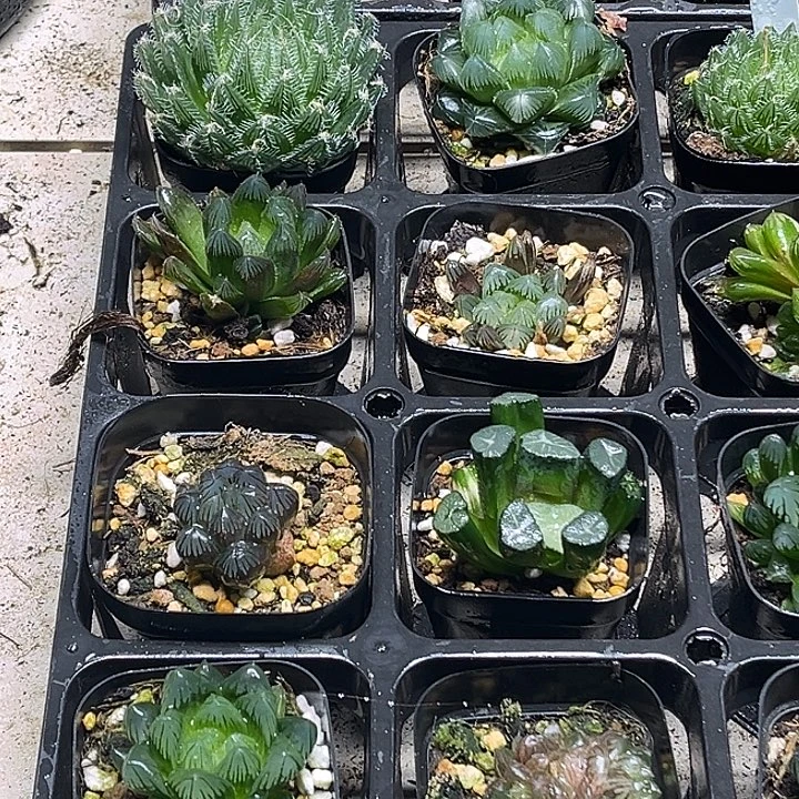 1脱土发货8颗13.9包邮