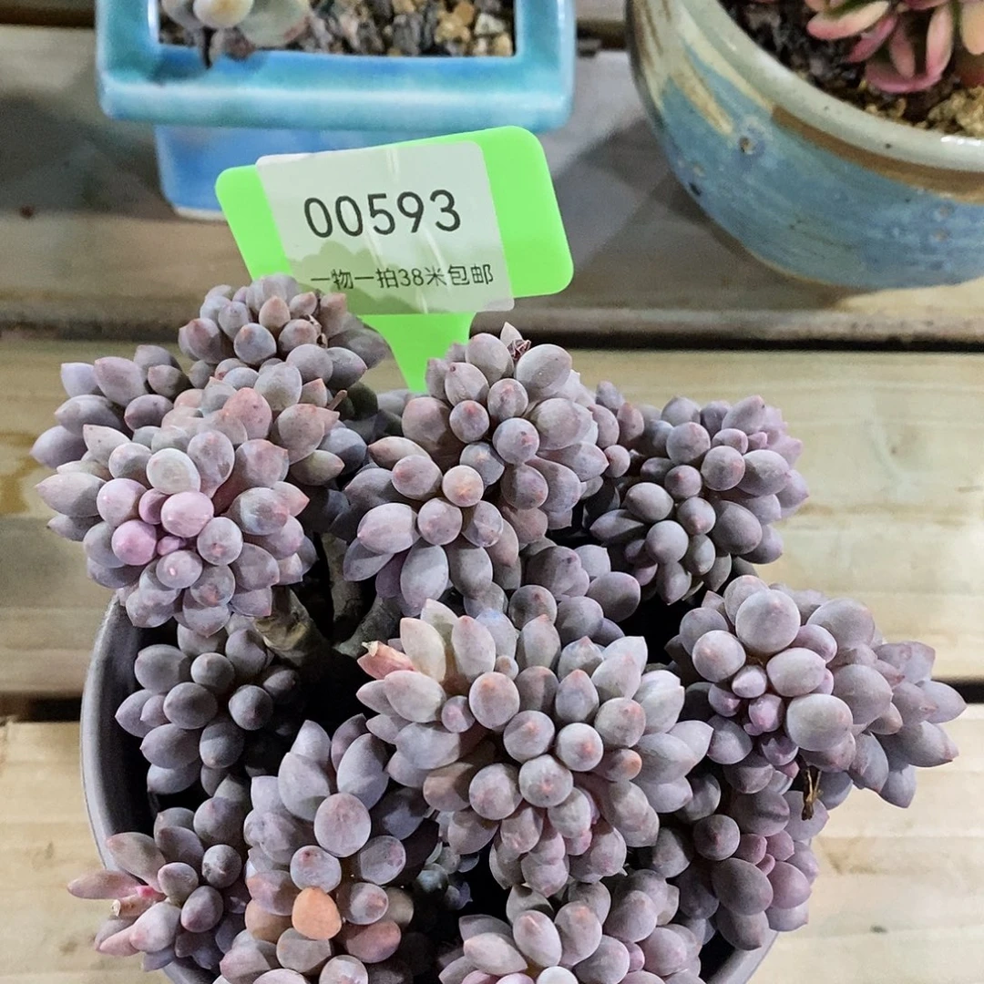 00593啊哦哦莉莉咯哦哦哦