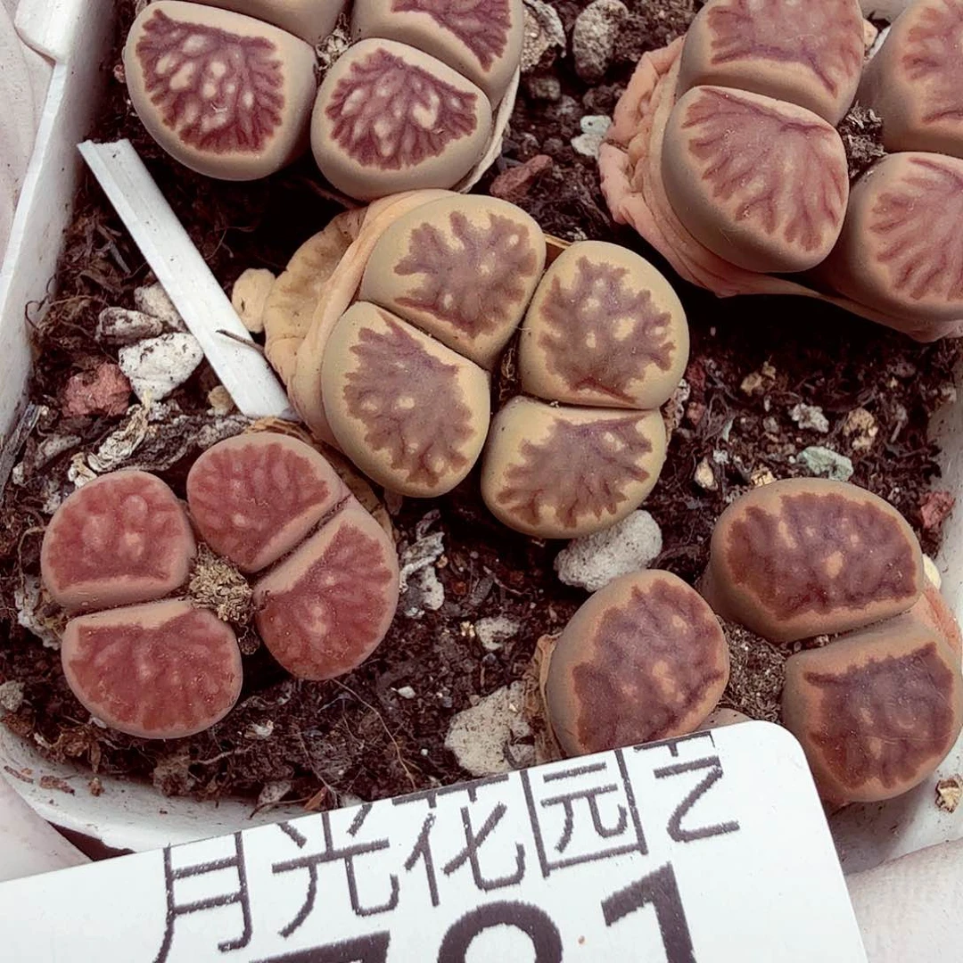 我想吃东西给自己喝781