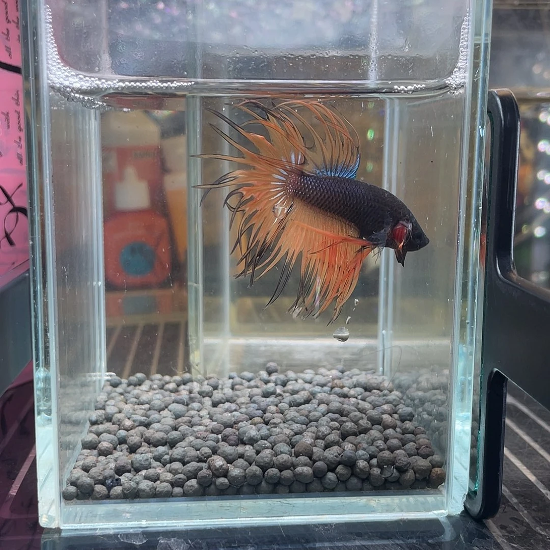 斗鱼介子配色狮王公73号