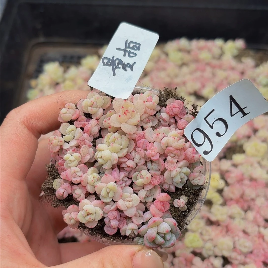 多肉植物多肉植物954量拍