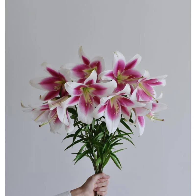 进口百合花种球《美素-铁炮周长18/20cm》1颗单瓣有香味多年生