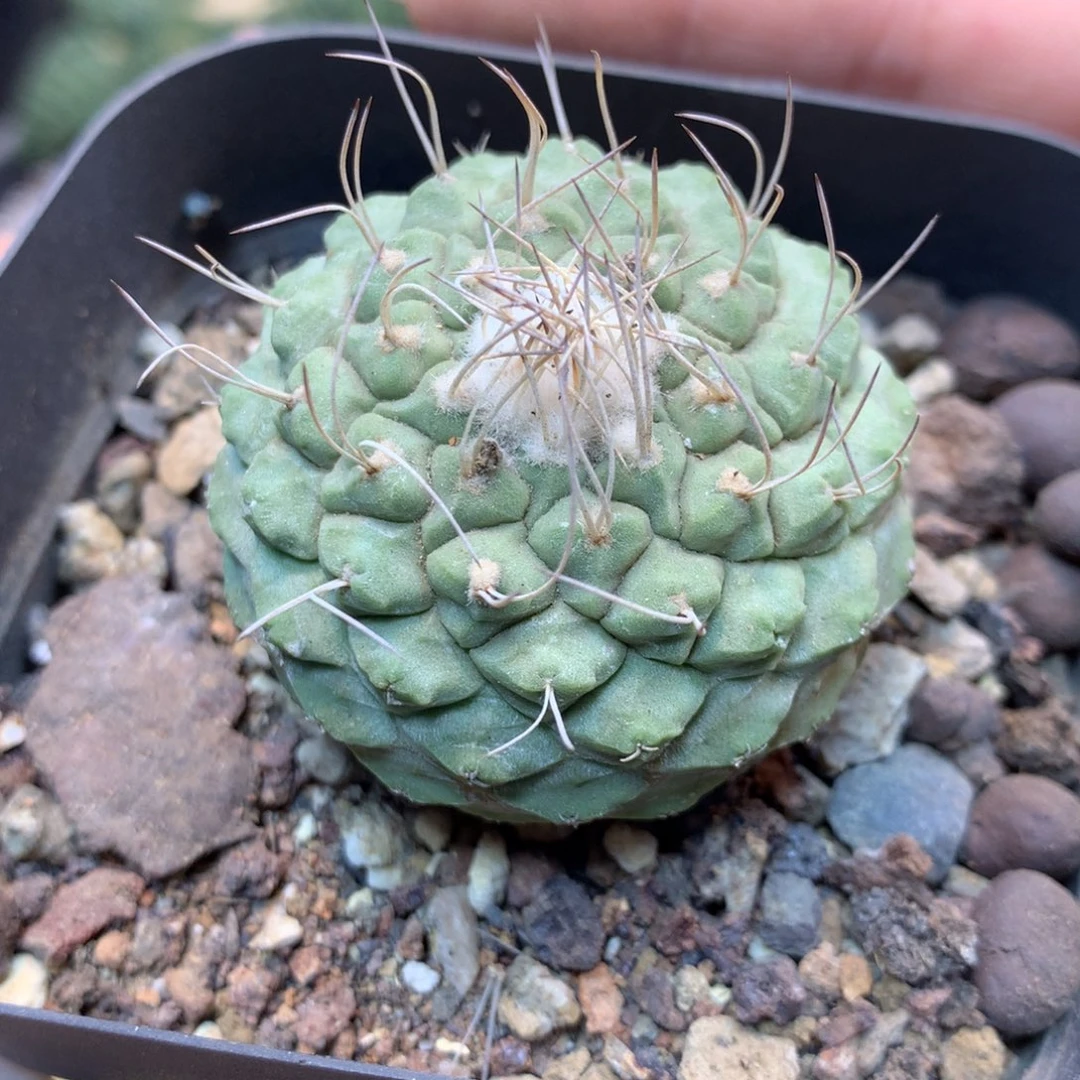 实生 菊水4.5公分 带盆土发货