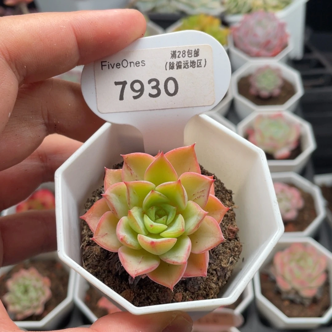 特价7930-4.0厘米