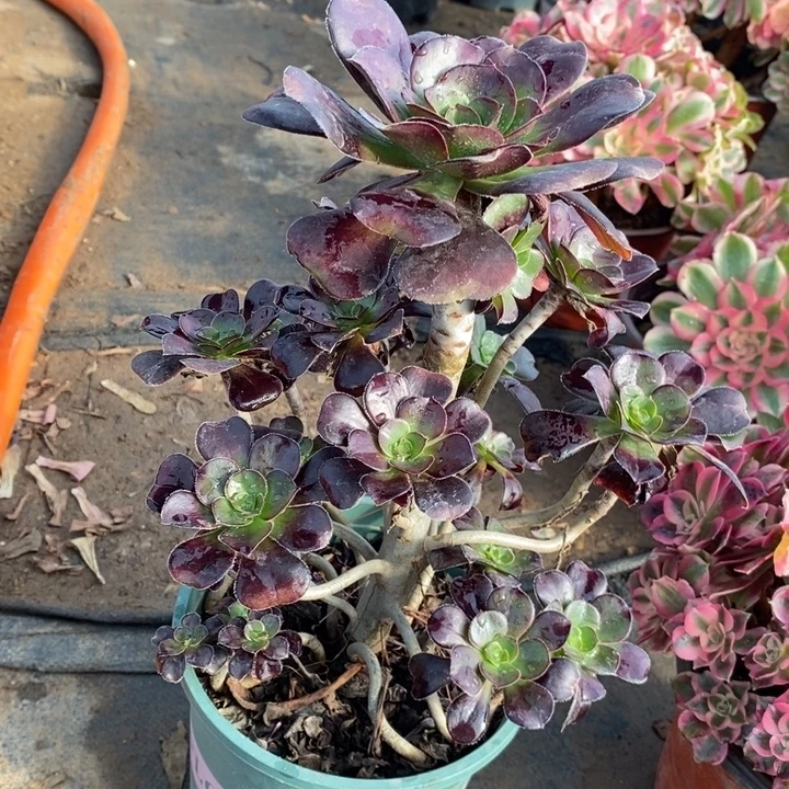 圆叶9多肉植物法师法师