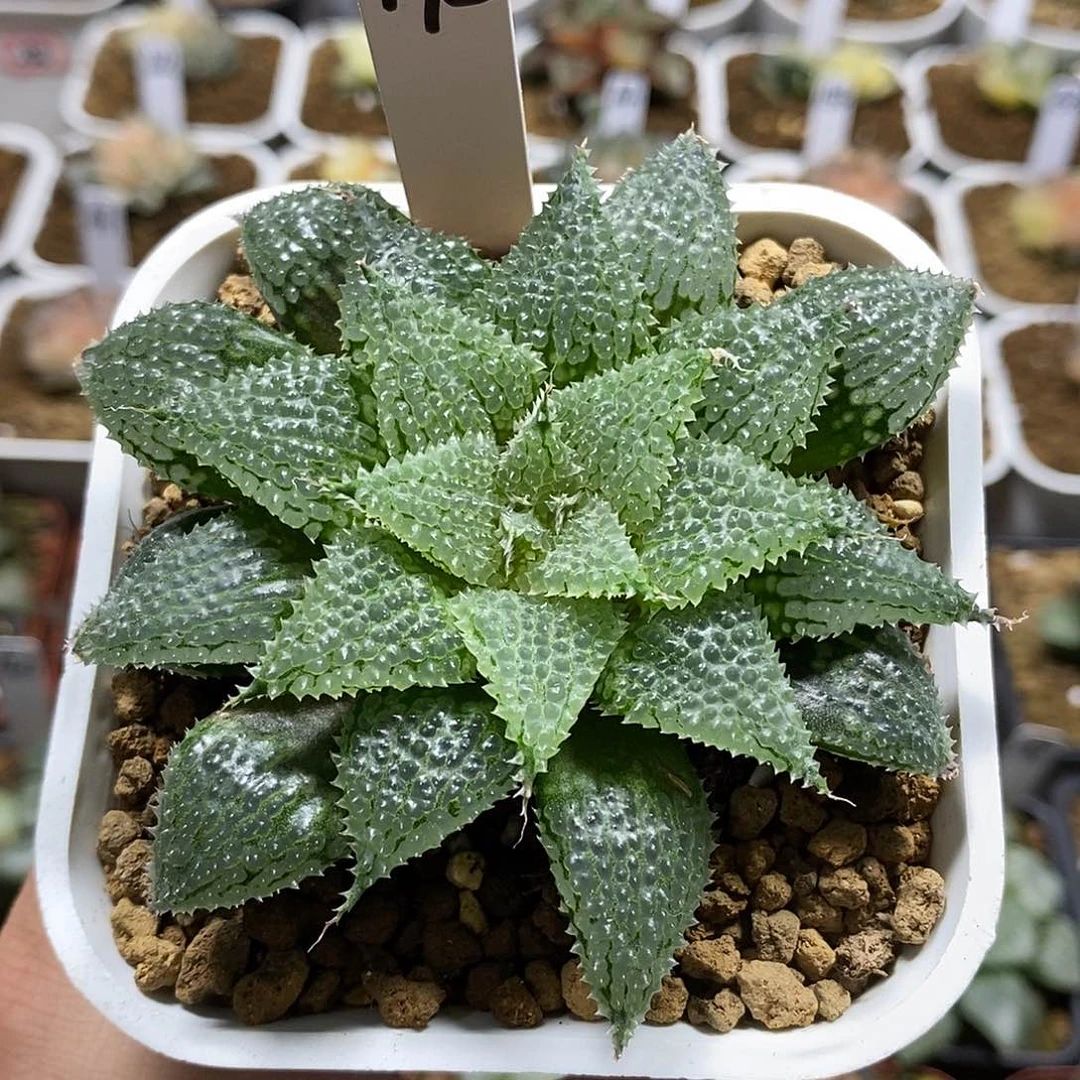 175莫瑞莎哈哈哈哈哈哈哈