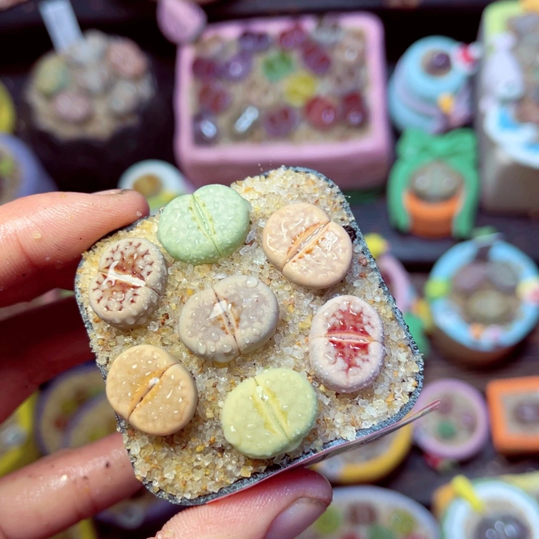 173生石花带盆发1