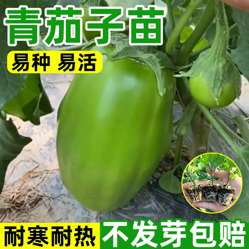 原起点绿罐茄子秧苗青茄子绿皮圆茄长茄四季种植阳台蔬菜盆栽