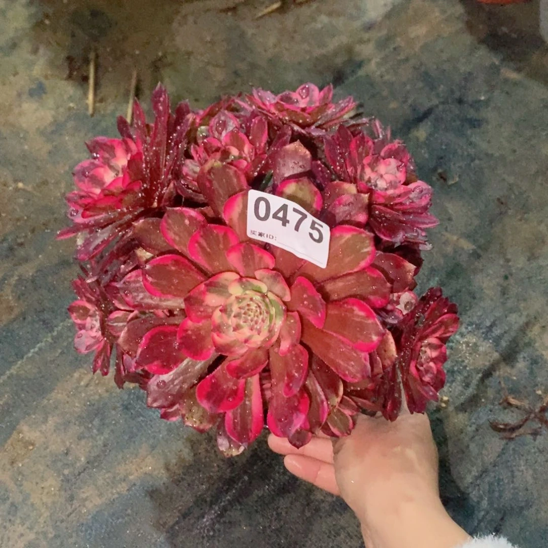 糖*烟花475多肉1111