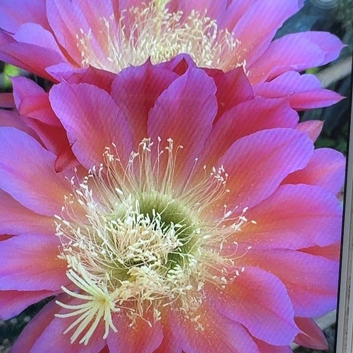 飞碟侧芽5公分毛花柱