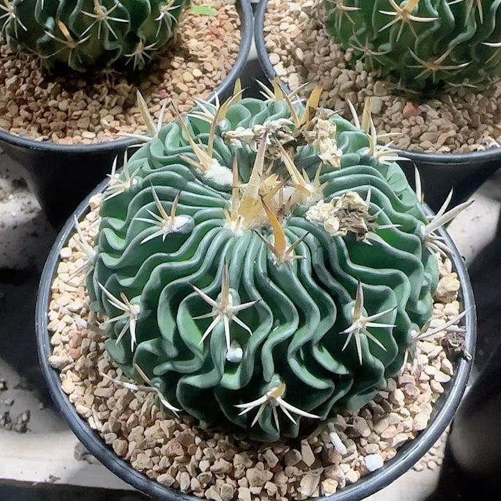 五刺玉 实生仙人球799