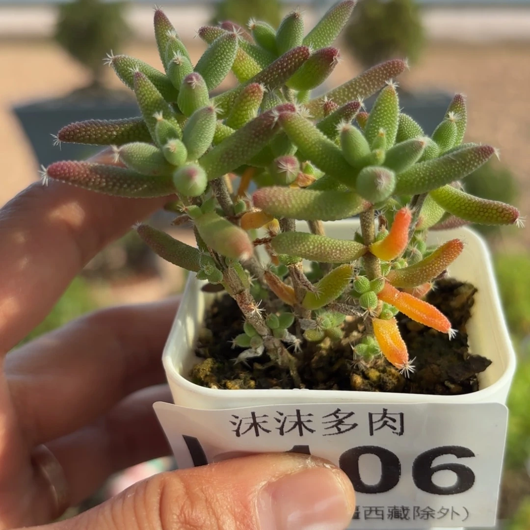 106玉米枝干番杏福利