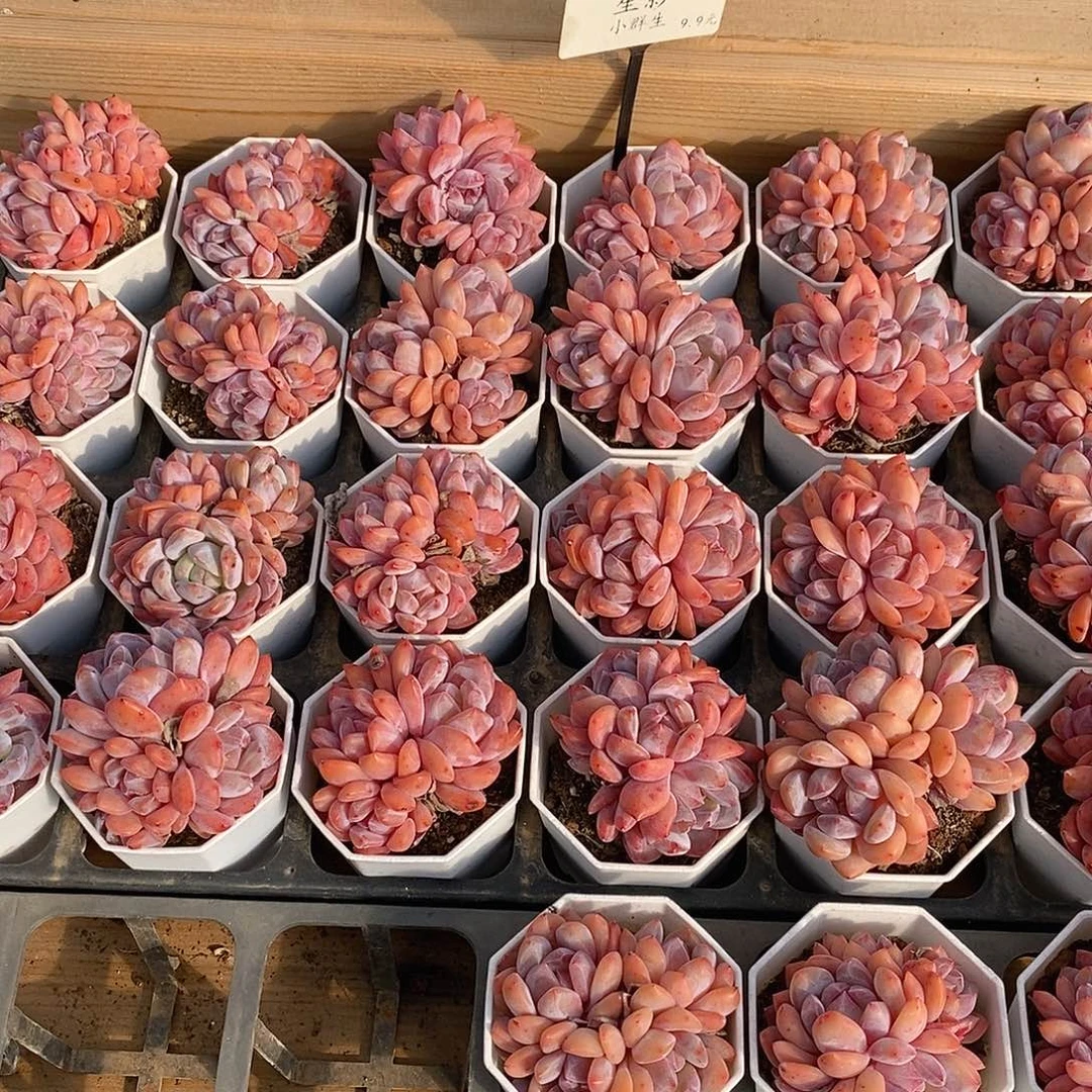 40  星影  小群生   福利