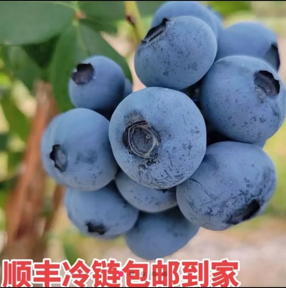 头茬果公爵（顺丰次日达）蓝莓当季新鲜水果山东现摘桶装净果2.5斤