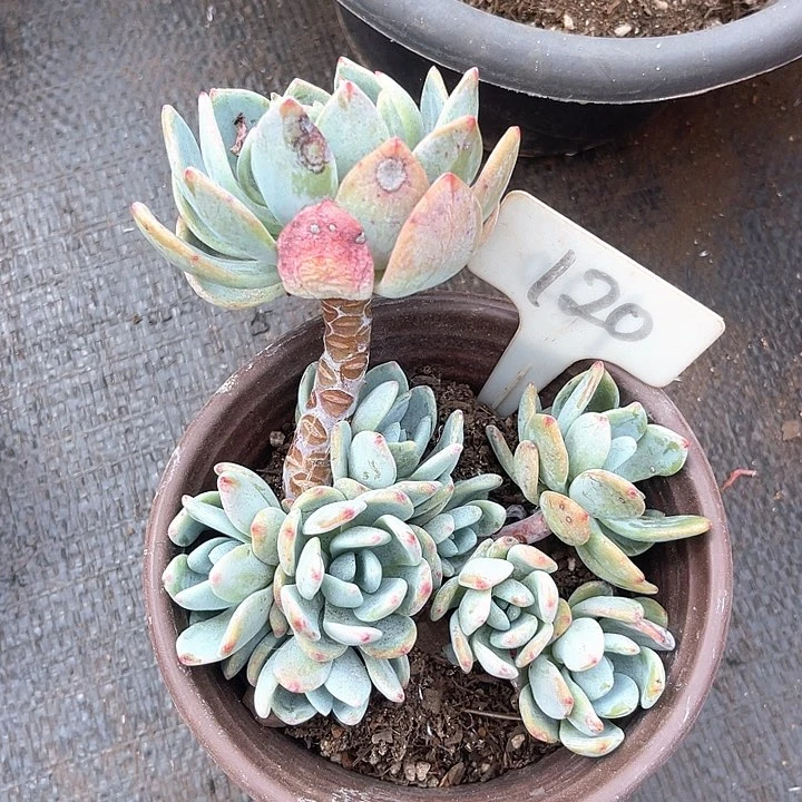 晨语多肉，一物一拍冷香120