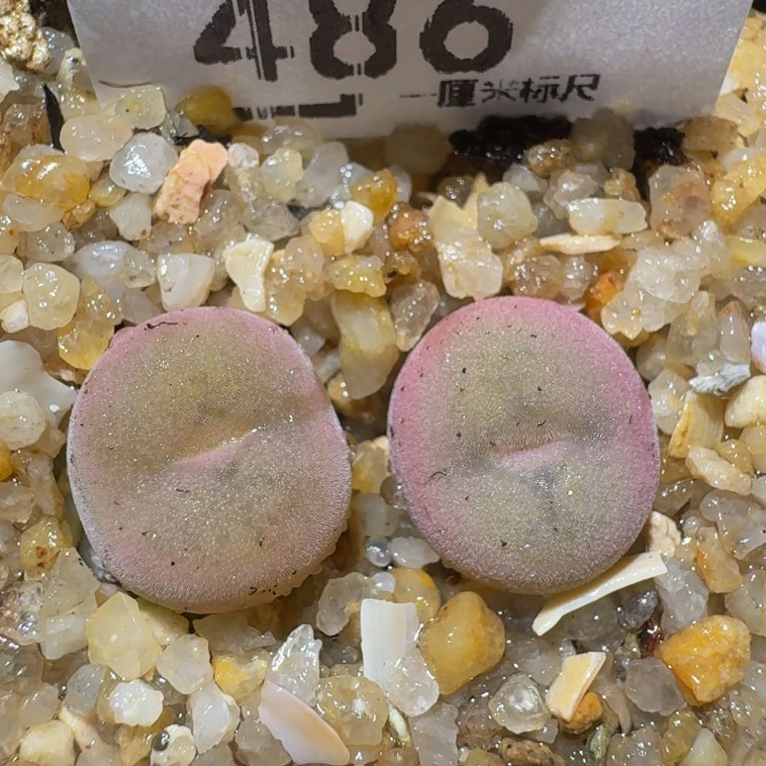 zzzz生石花肉锥486