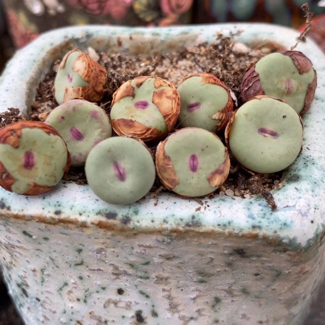 2610杂交小红嘴一颗。