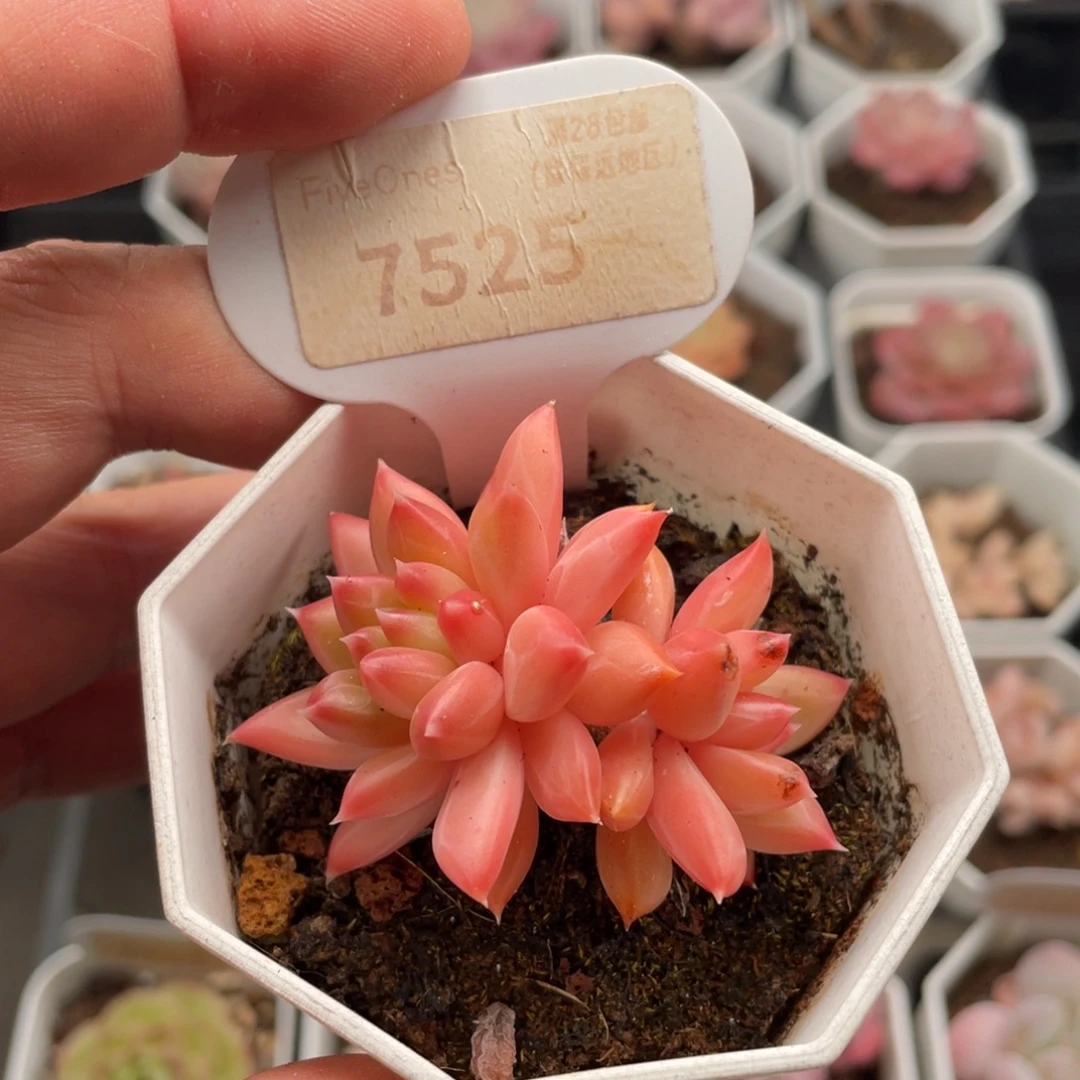 甲骨文7525-6厘米