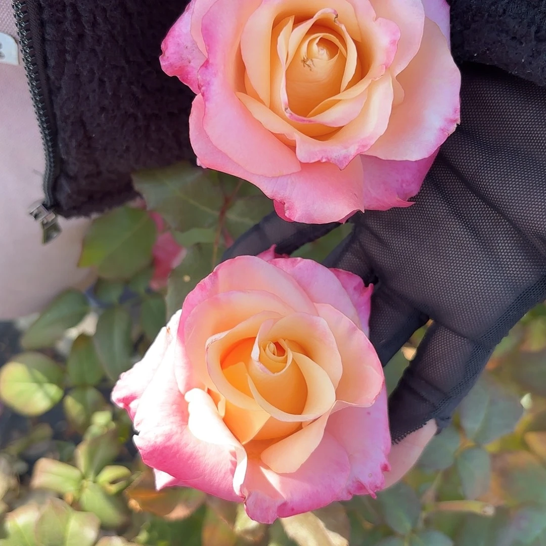 爱的呼吸，罗斯林3加仑根接苗