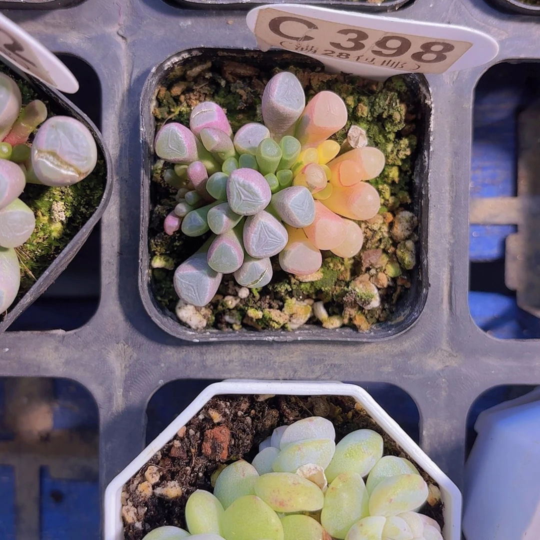 C398五十玲玉锦一物一拍