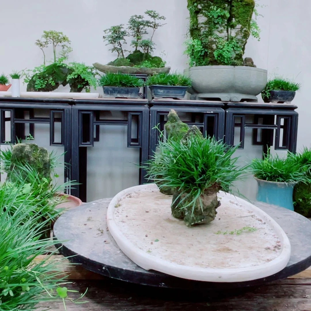 无铅玻璃Y****）铁线蕨铁线蕨铁线蕨