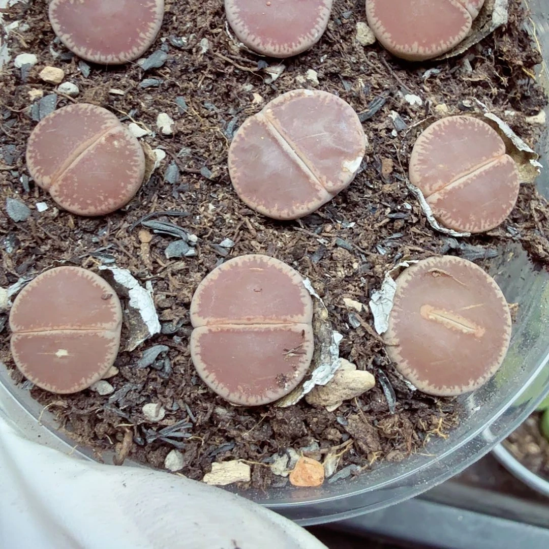 你不给别人打啊430不