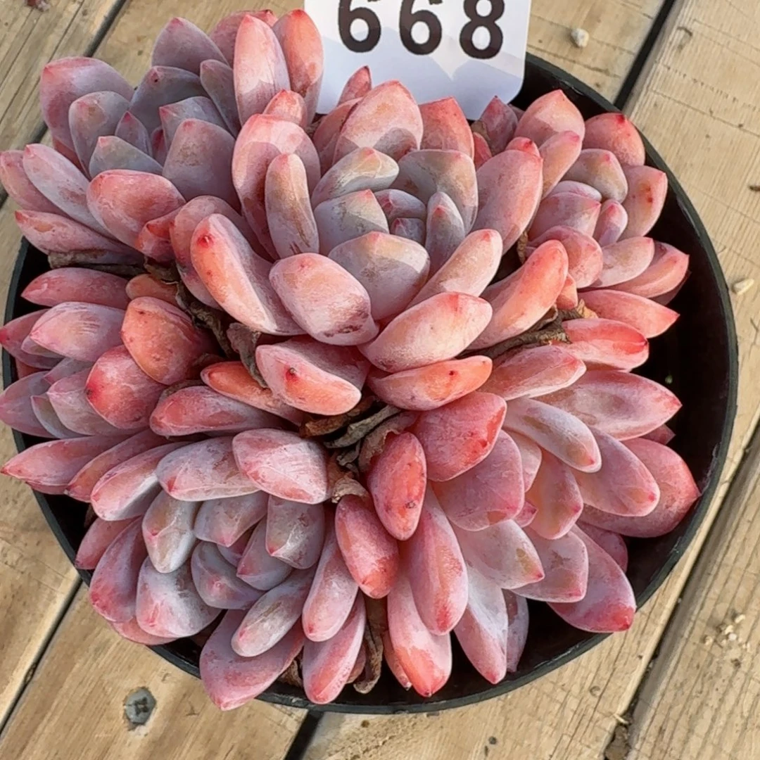 雪天使      愿你一路坦途，乘风破浪展宏图