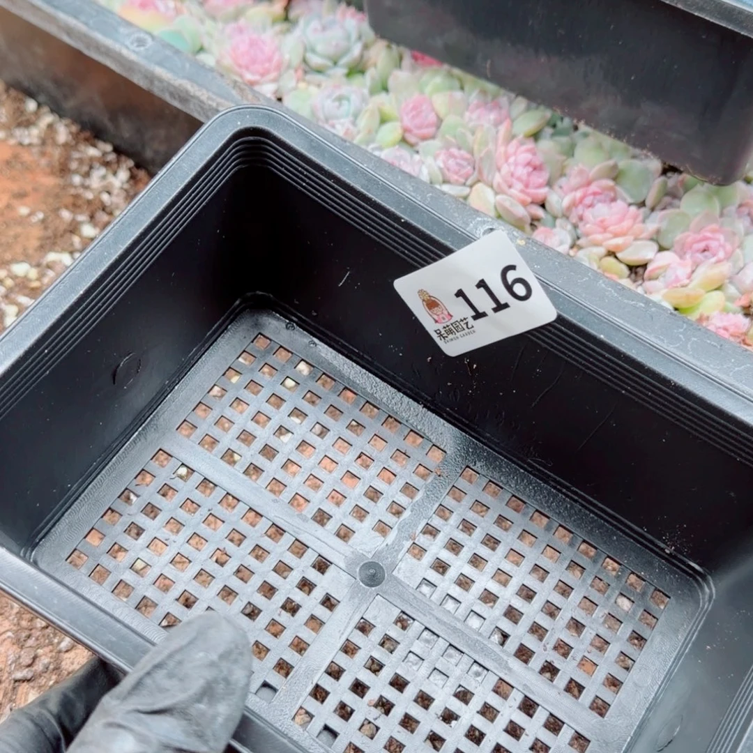 b***喵多肉植物多肉植物