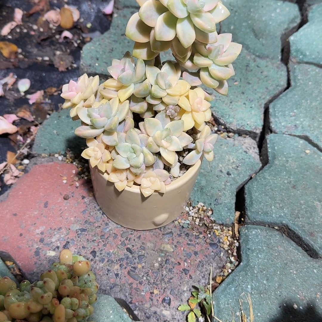 美杏锦多肉带盆净切