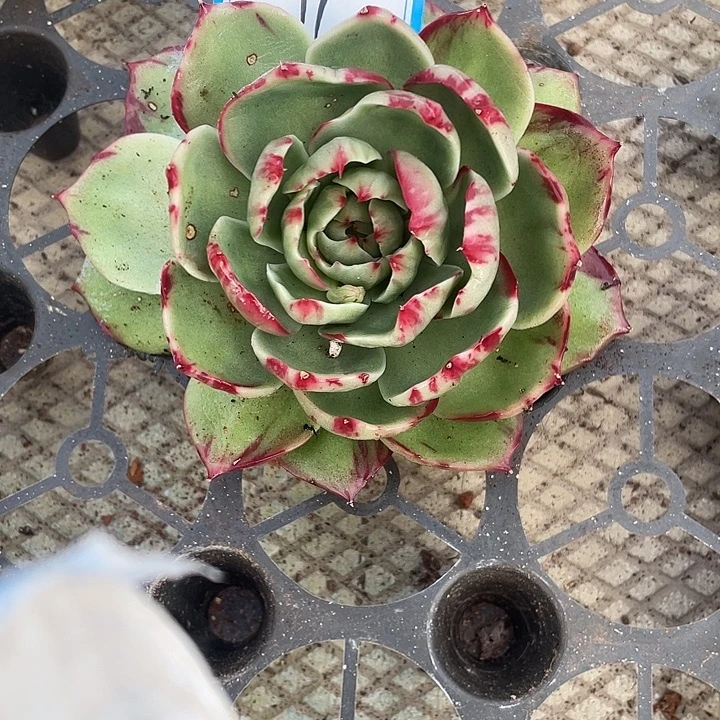 M***旻11//////////////