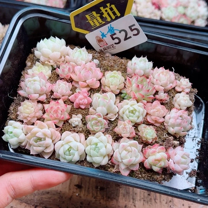 多肉植物多肉植物