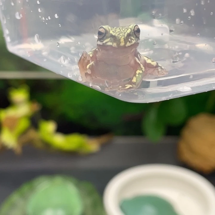 碎***雨老爷树蛙加热包2号