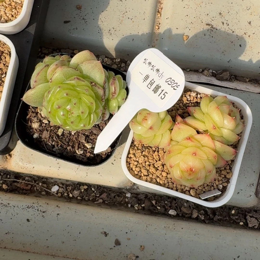 菠*0305-015-无双珍妮+灵耀