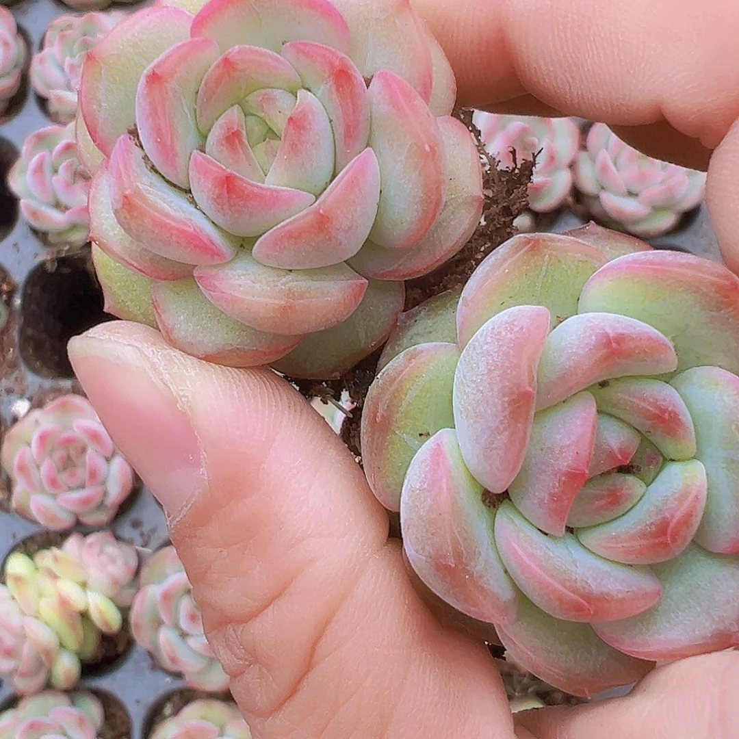 琴心苗3颗19包邮多肉