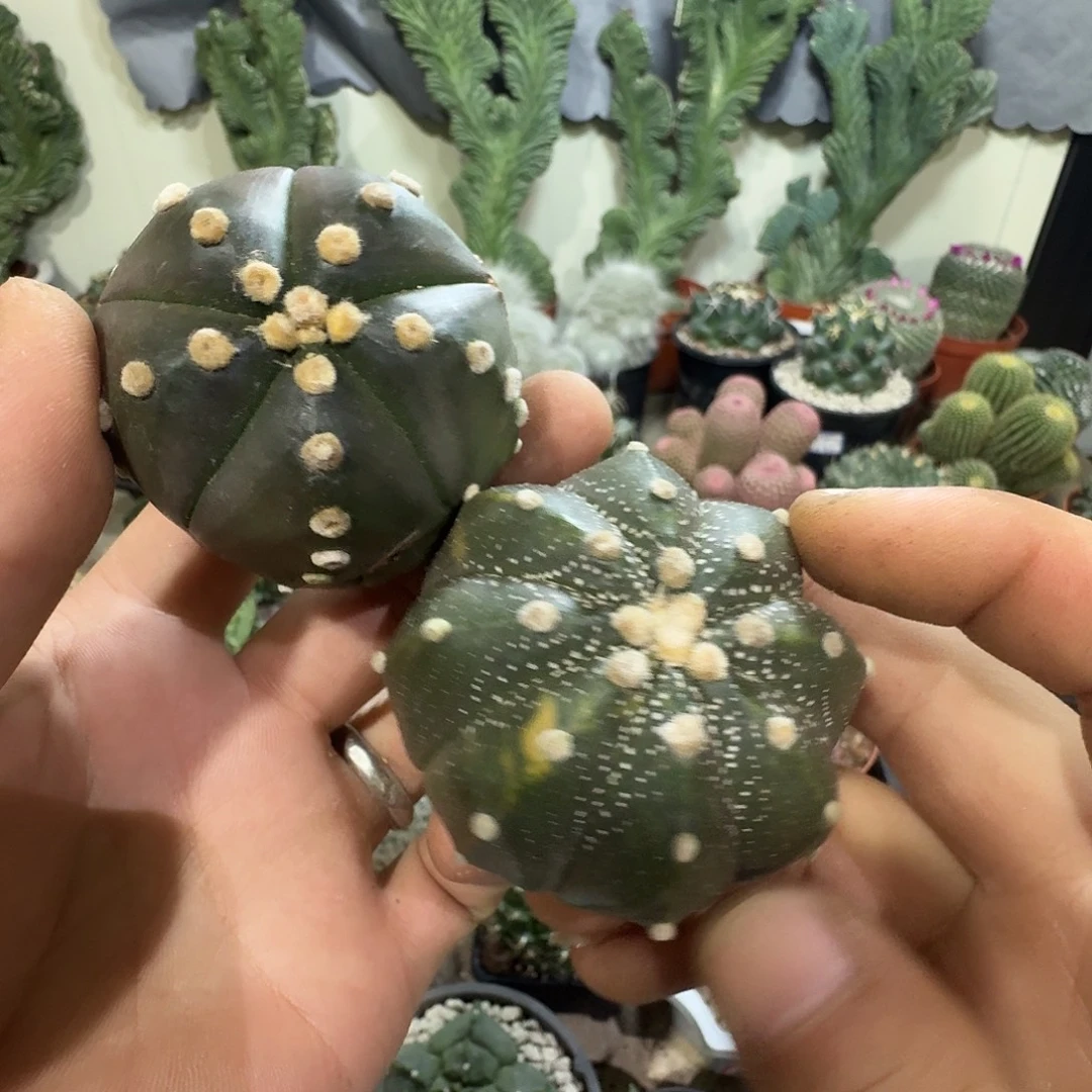 两颗实生兜包邮