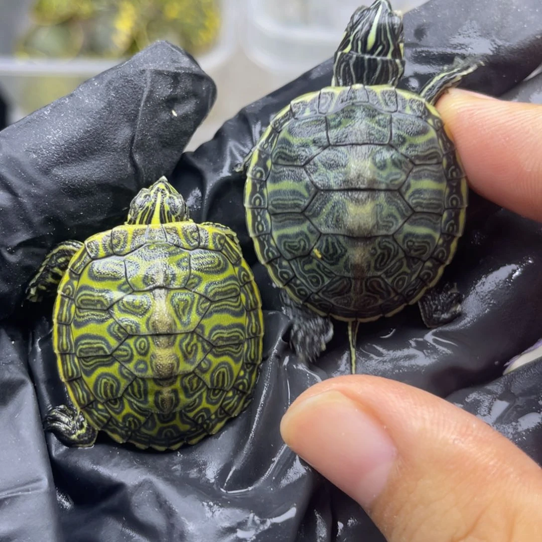 【闪购商品】火焰龟