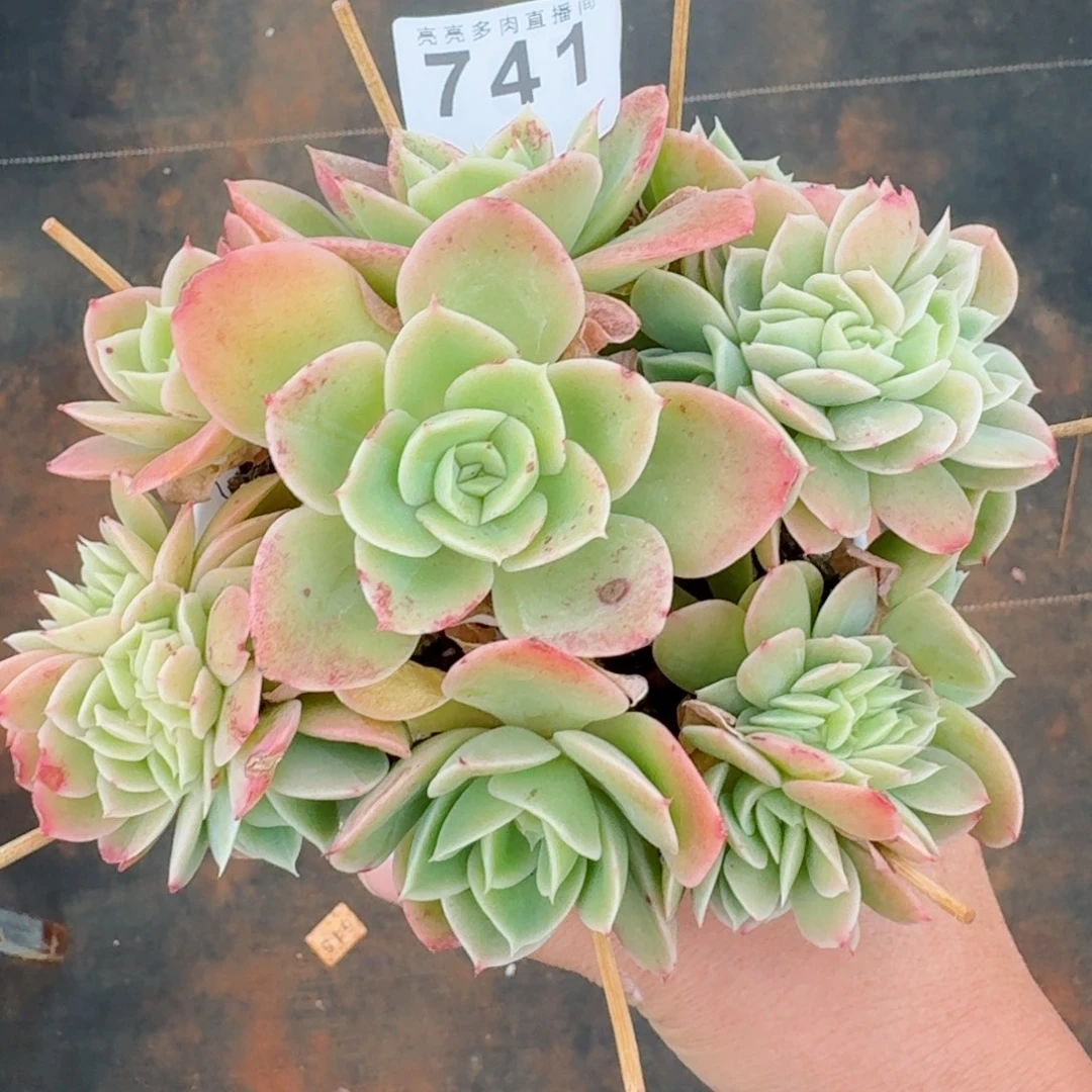 星娜塔缀化      愿你一路坦途，乘风破浪展宏图