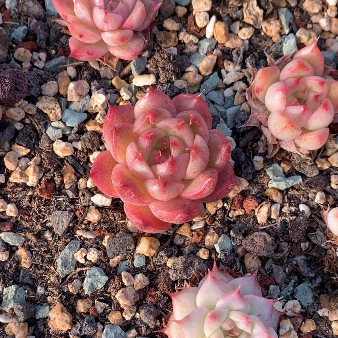 精品多肉一物一板不包整52