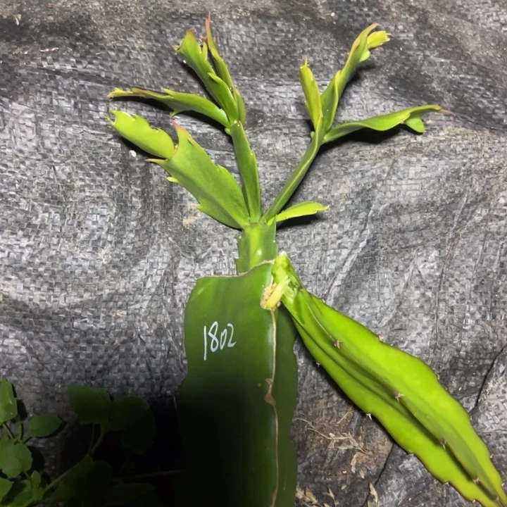 海*1802嫁接多叶片小破苗一颗20