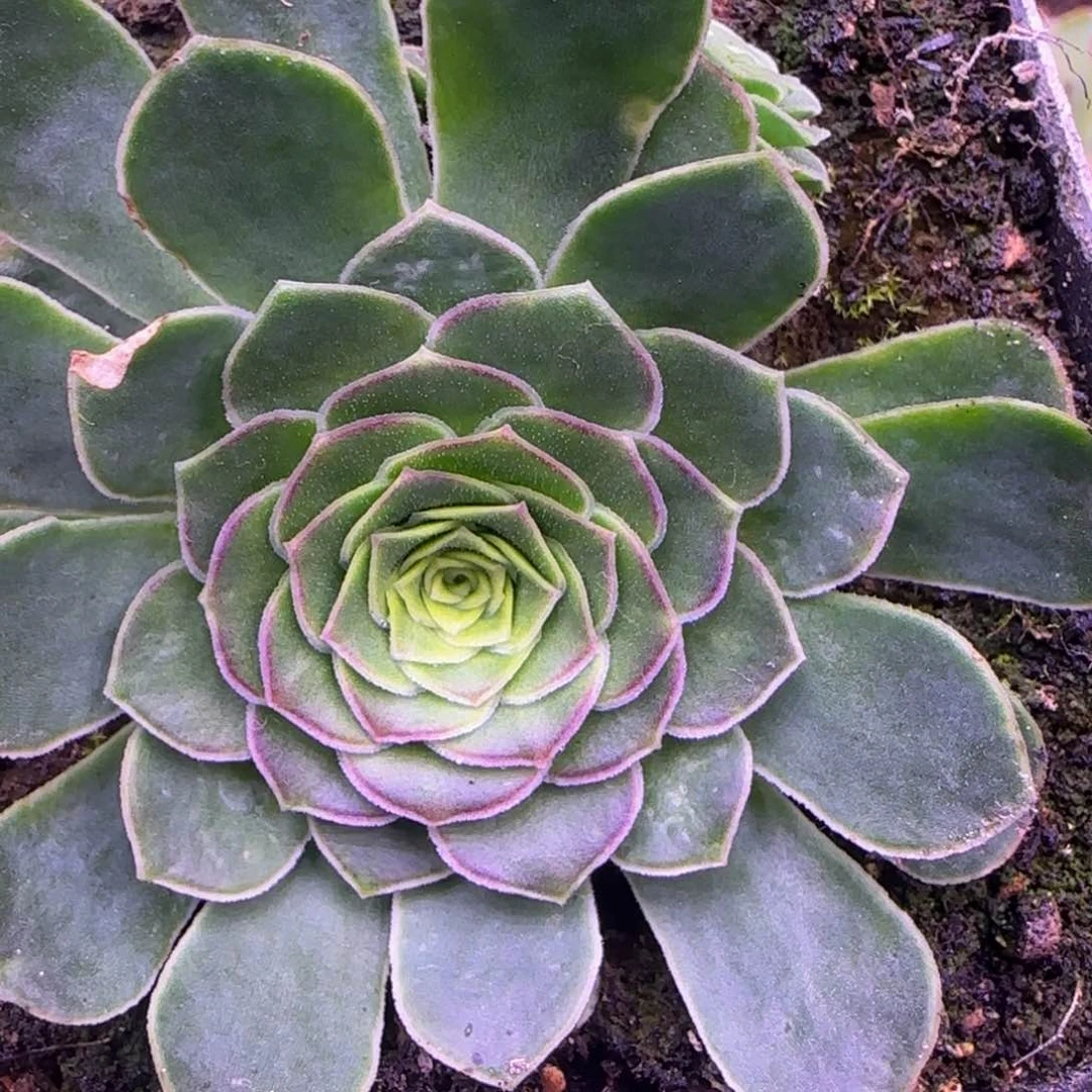 福利孤品玫瑰198665558555695655665