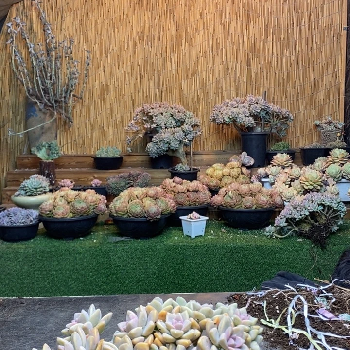 聽***聽401 号淡雪多肉植物