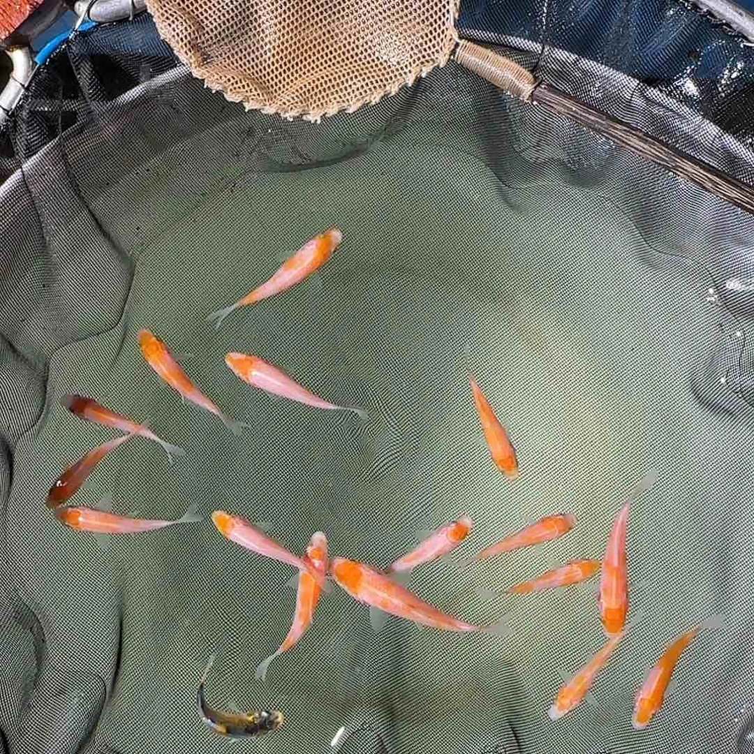 锦鲤李*锦鲤的故事是