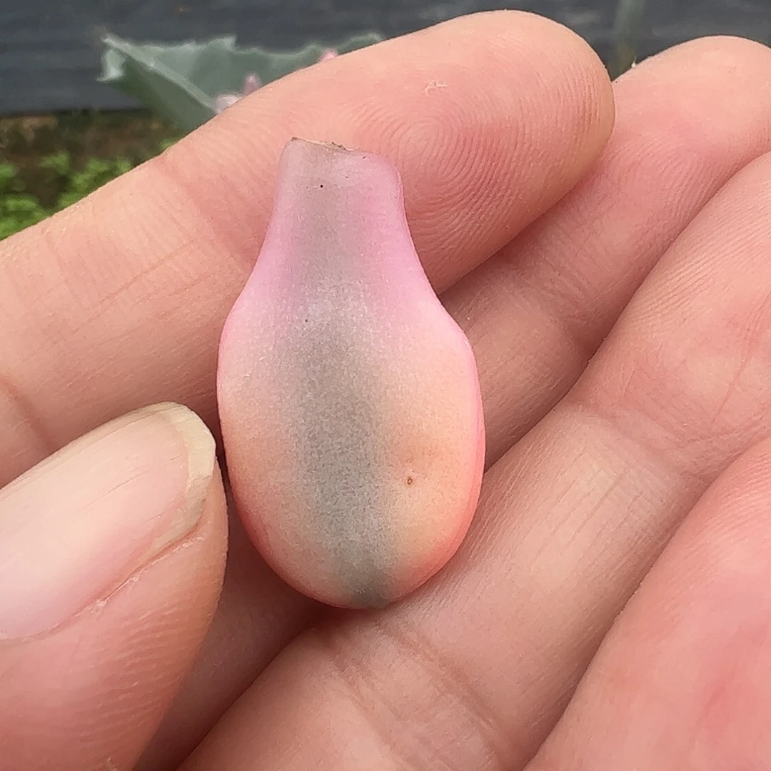 快***3多肉植物多肉植物