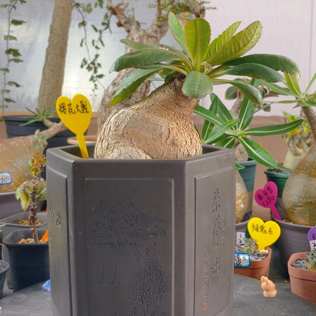 7月10日直播间樱花不退换
